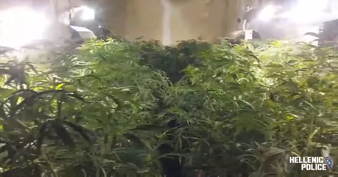 Εξαρθρώθηκε συμμορία που καλλιεργούσε κάνναβη