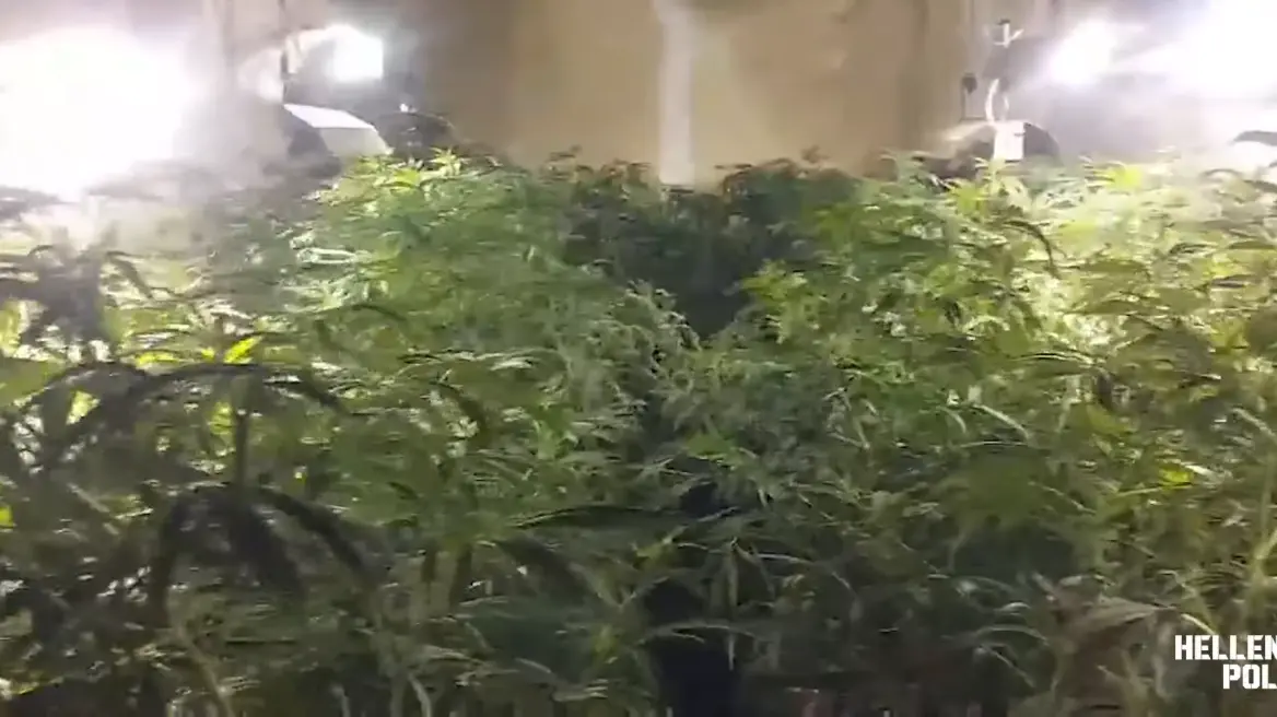 Εξαρθρώθηκε συμμορία που καλλιεργούσε κάνναβη