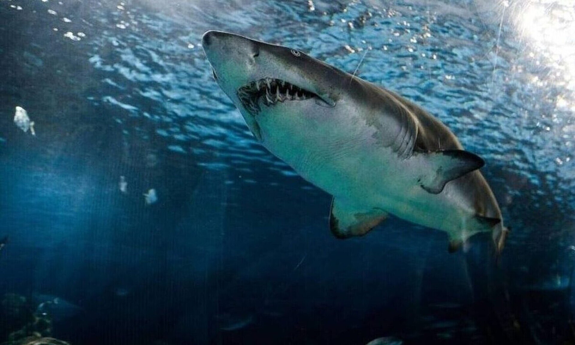 Απίστευτο: Καρχαρίας έφτυσε... έχιδνα - Δεν ξέρει κανείς πως την είχε φάει