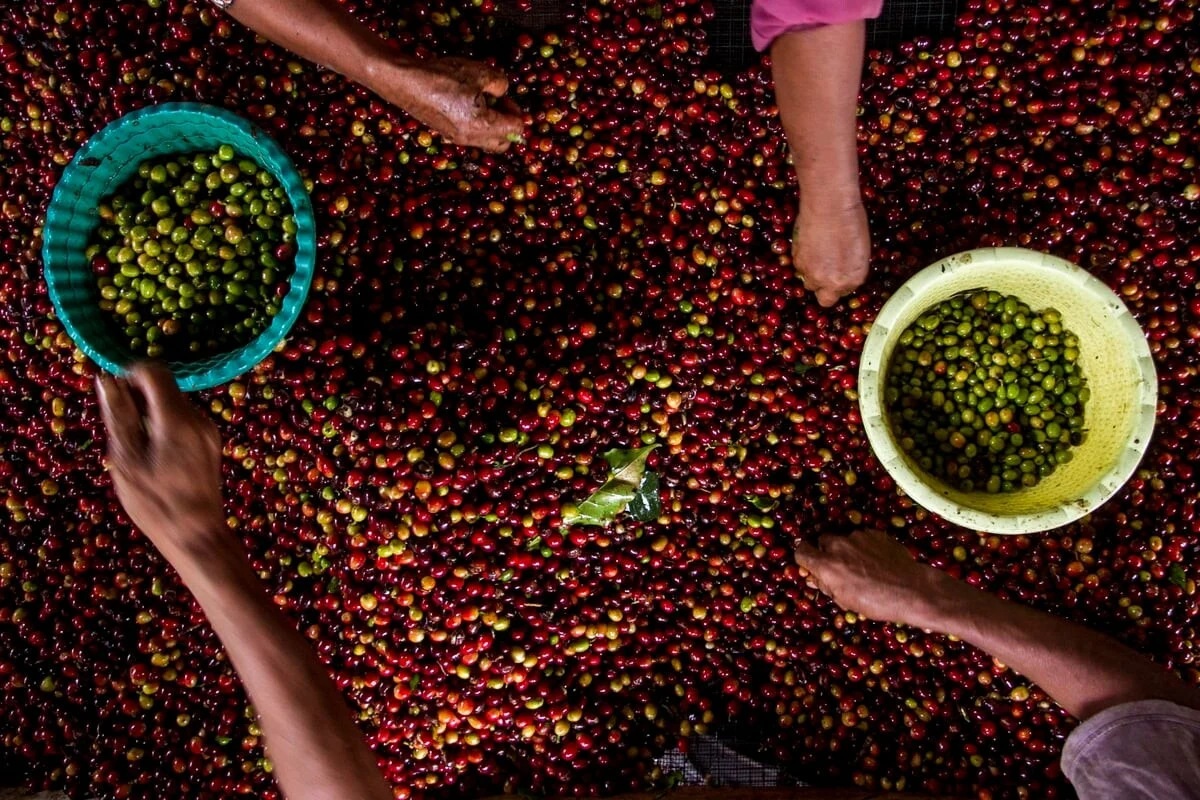 Η κλιματική αλλαγή απειλεί τις πρώτες ύλες της γαστρονομίας