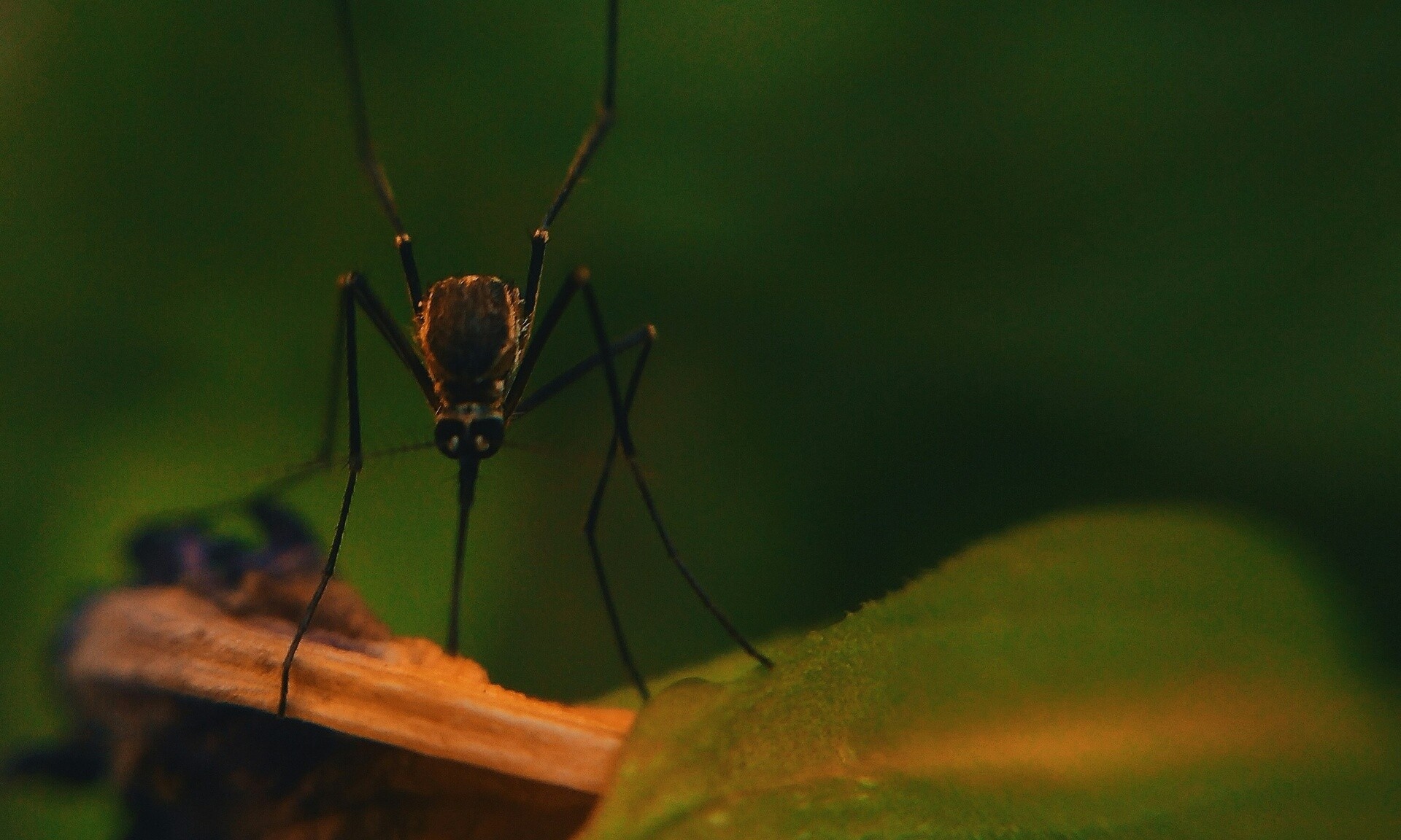 Πρωτοφανές φαινόμενο: «Ανεμοστρόβιλος κουνουπιών» στην Κίνα