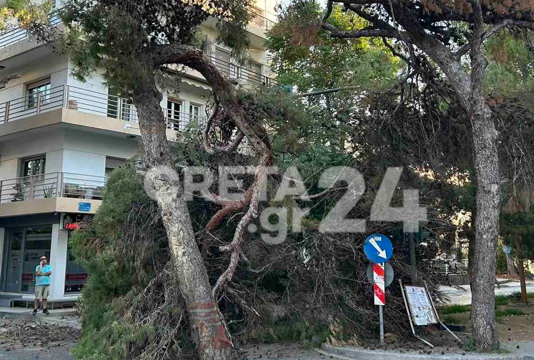 Ηράκλειο: Απορρίφθηκε και η νέα αίτηση ασφαλιστικών μέτρων – Συνεχίζονται οι κοπές δέντρων