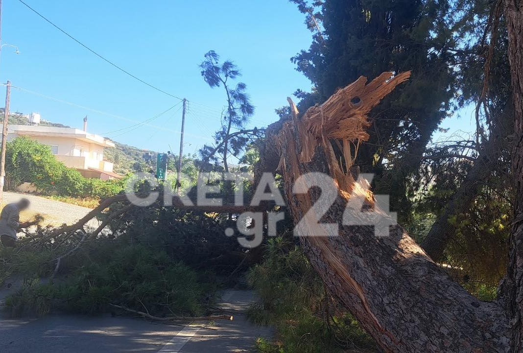 Ηράκλειο: Νέα πτώση δέντρου στη μέση του δρόμου - Κινητοποίηση της Πυροσβεστικής