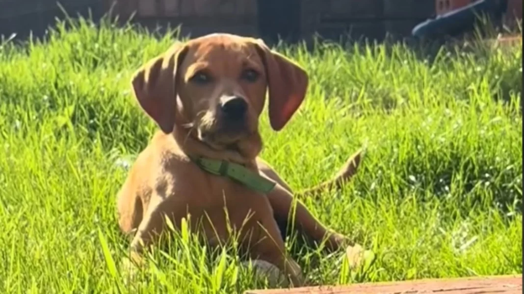 Αγγλίδα τουρίστρια βρήκε αδέσποτο σκύλο και έκανε τα πάντα για να το υιοθετήσει – Ο έρανος και το συγκινητικό βίντεο