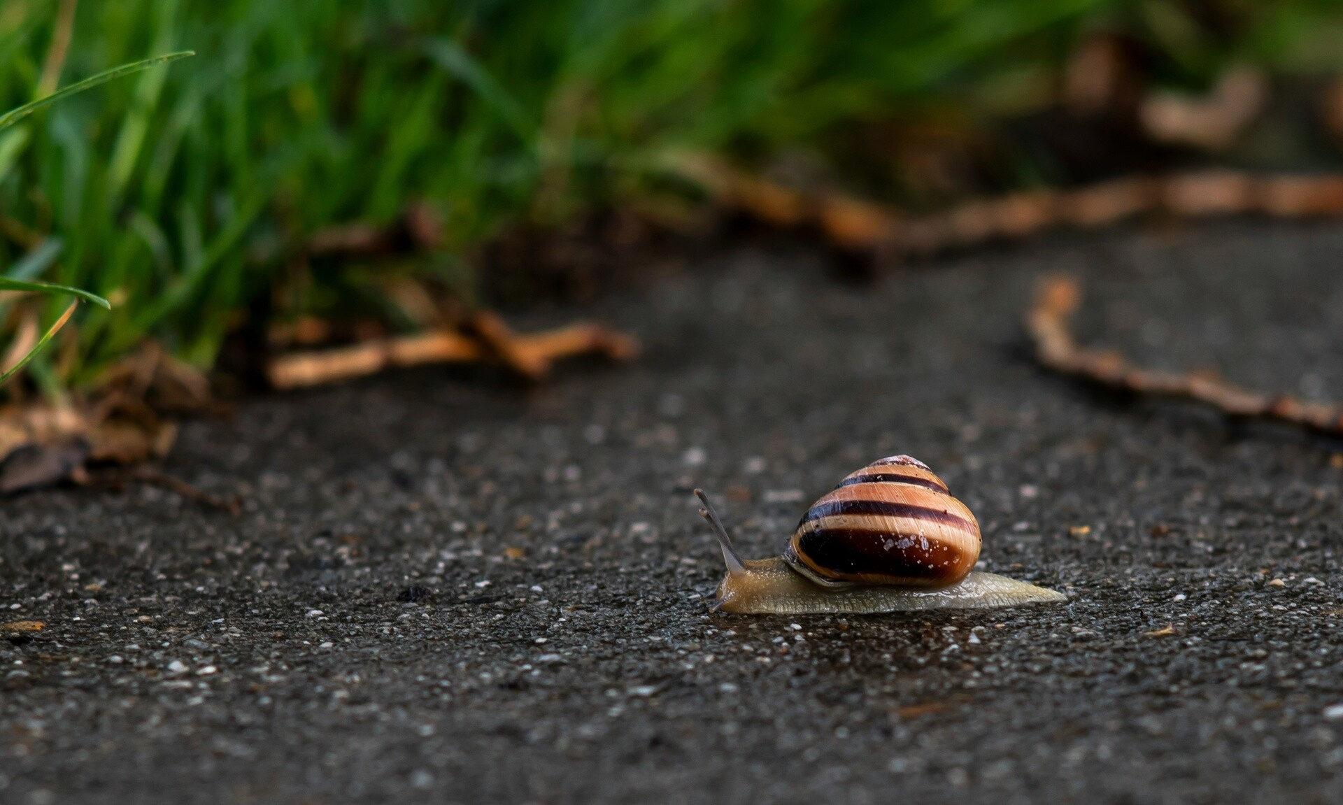 Πώς τα σαλιγκάρια επηρέασαν τις εκλογές στο Βέλγιο
