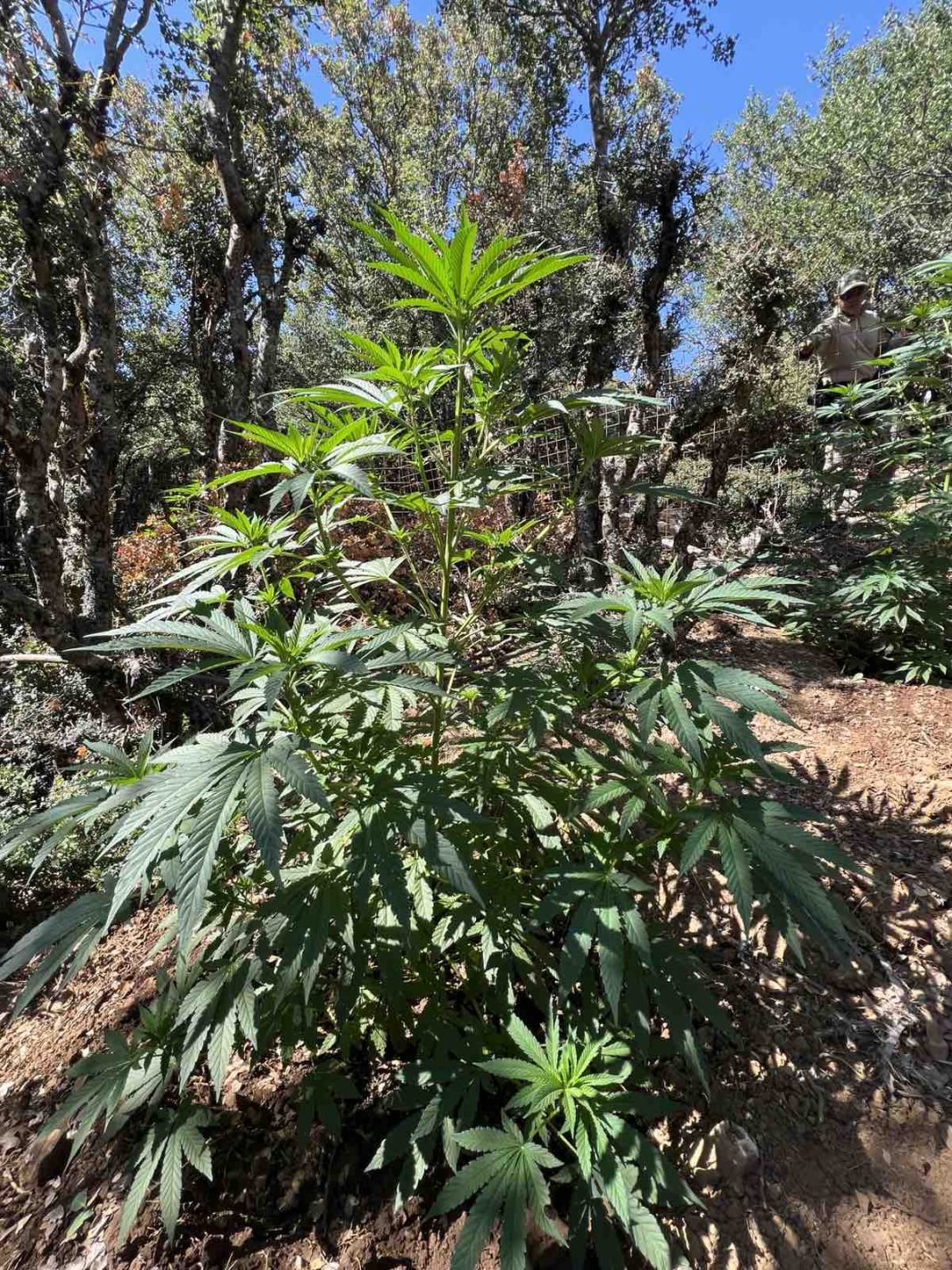 Κρήτη: Εντοπίστηκε φυτεία κάνναβης και όπλο – Χειροπέδες σε άνδρα