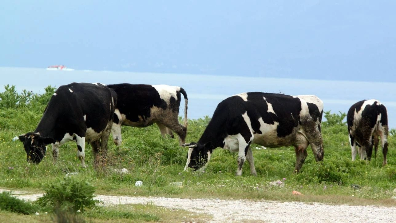 Από τις αγελάδες θα ξεκινήσει μια πανδημία της γρίπης των πτηνών - Τι λένε οι ειδικοί