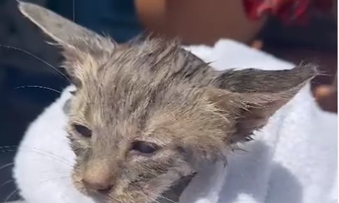 Κοπέλα σώζει από βέβαιο πνιγμό γατάκι που έπεσε στο λιμάνι