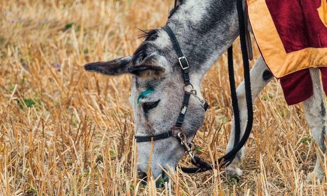 34χρονος είδε τον χάρο με τα μάτια του – Μουλάρι του επιτέθηκε και τον χτύπησε στο κεφάλι