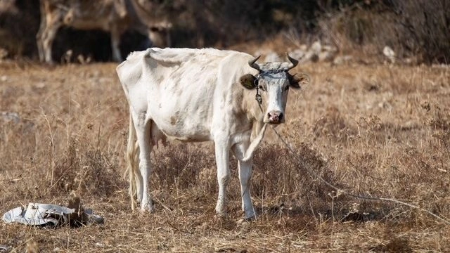 Υποσιτισμένες, δεμένες, χωρίς νερό: Καταγγελία για άθλιες συνθήκες διαβίωσης αγελάδων στην Κω