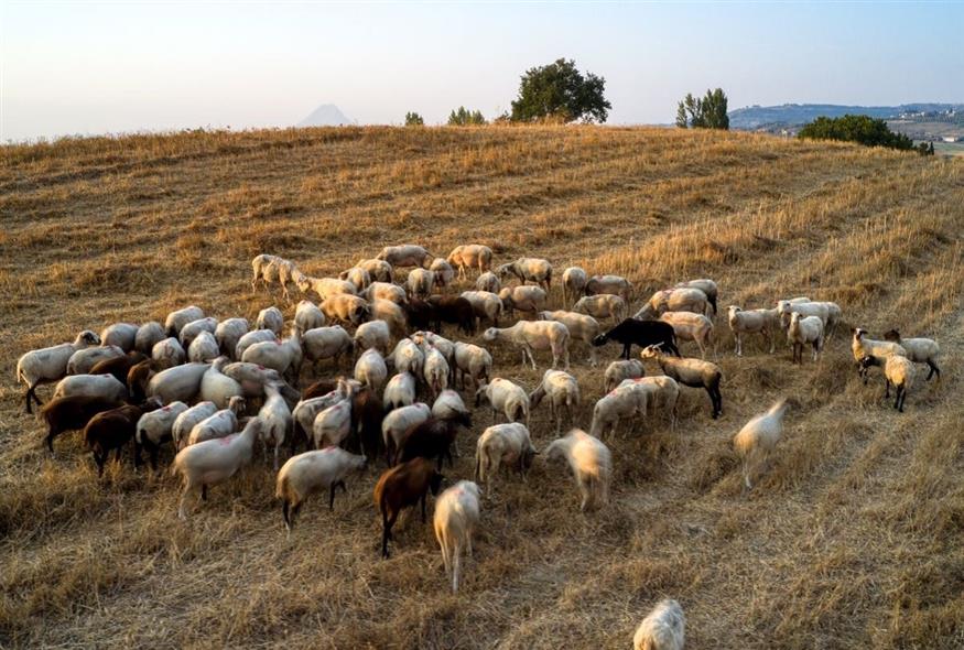 Συναγερμός για την πανώλη: Σύσκεψη για τη διασπορά του ιού μετά το κρούσμα στην Κορινθία