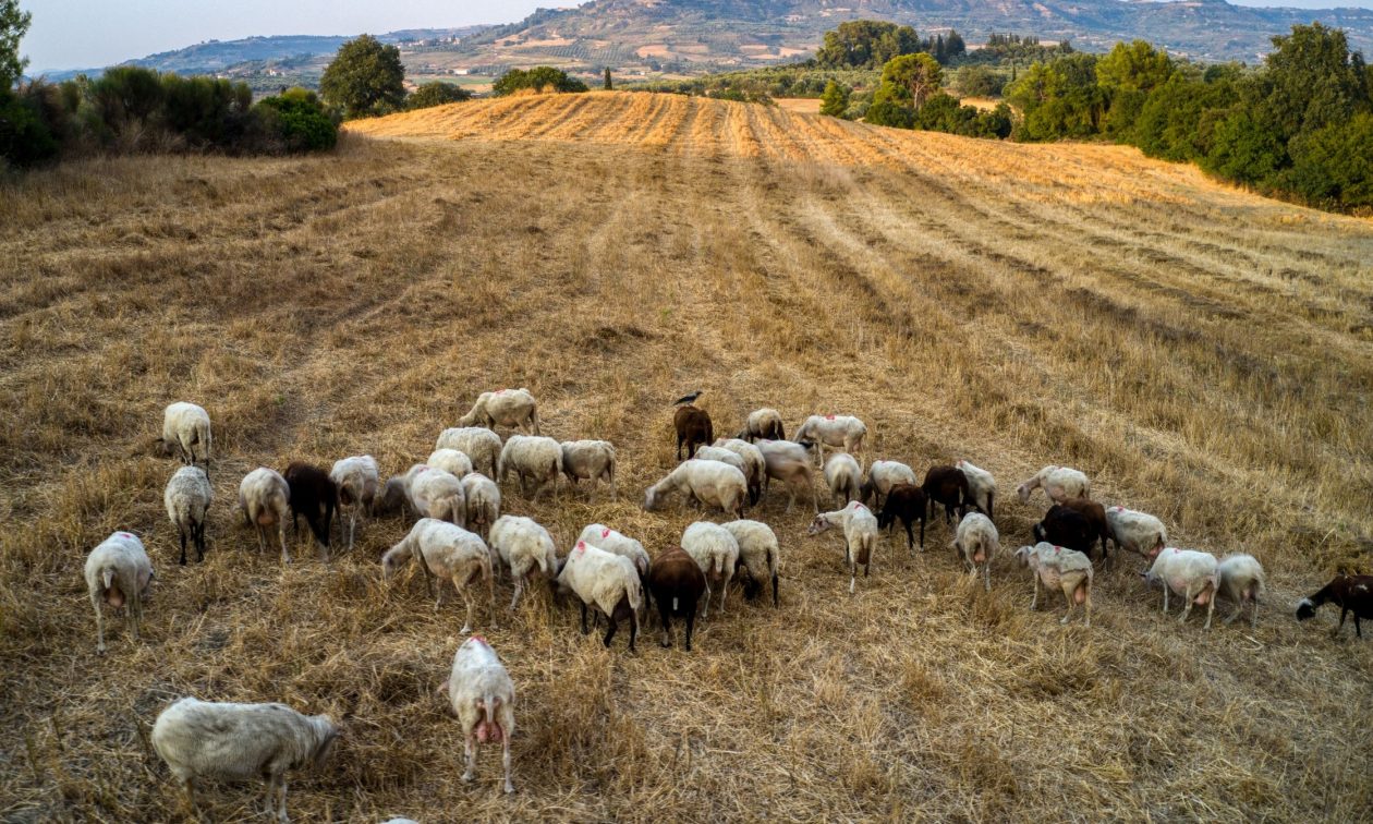 Kρούσμα πανώλης σε αιγοπρόβατα