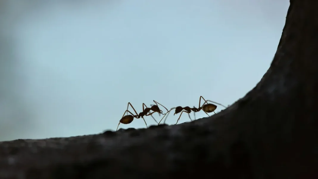 Πώς τα μυρμήγκια ακρωτηριάζουν τραυματισμένους συντρόφους για να τους σώσουν τη ζωή