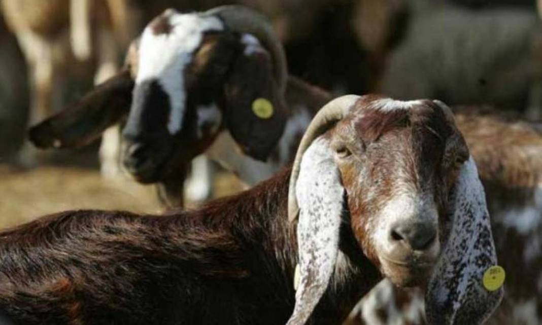 Σε 16 μέχρι στιγμής τα επιβεβαιωμένα κρούσματα πανώλης των αιγοπροβάτων