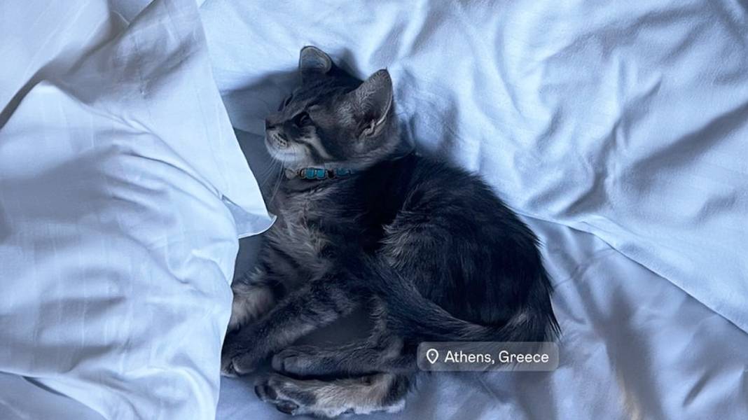 Σπέτσες: Το γατάκι που σώθηκε, πάει... Αμερική - Τι λέει η τουρίστρια για τον λιμενικό που προσπάθησε να την εμποδίσει να βουτήξει