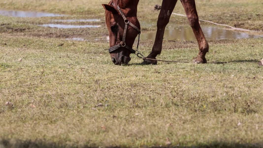 Οι λόγοι που οδήγησαν στον θάνατο τα άλογα στον Δέλτα του Έβρου