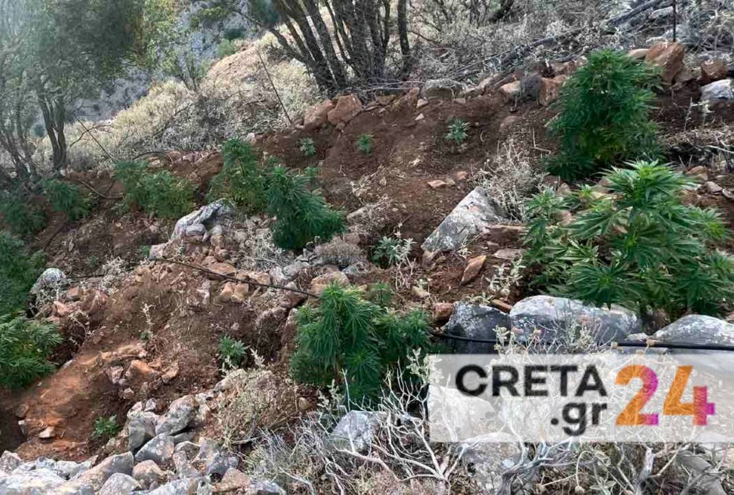 Μεγάλη αστυνομική επιχείρηση στην Κρήτη – Εντοπίστηκαν επτά φυτείες με 197 δενδρύλλια κάνναβης
