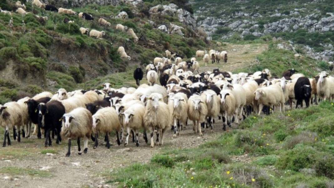 Πανώλη στα αιγοπρόβατα: Σε «Κατάσταση Ειδικής Κινητοποίησης» η Θεσσαλία – Σε αναμονή για τα αποτελέσματα των ελέγχων