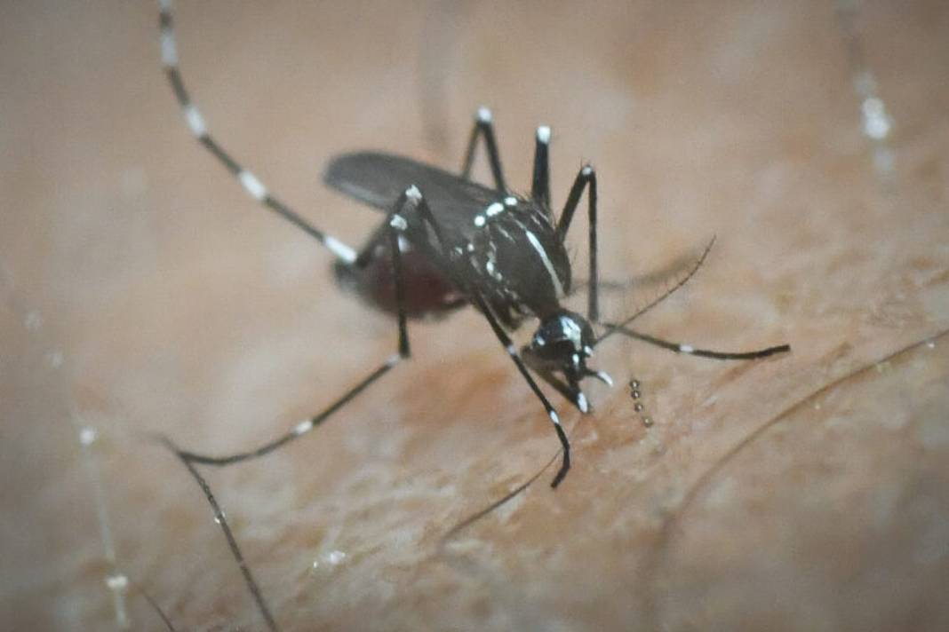 Το πρώτο θανατηφόρο κρούσμα από τον ιο του Δυτικού Νείλου για φέτος