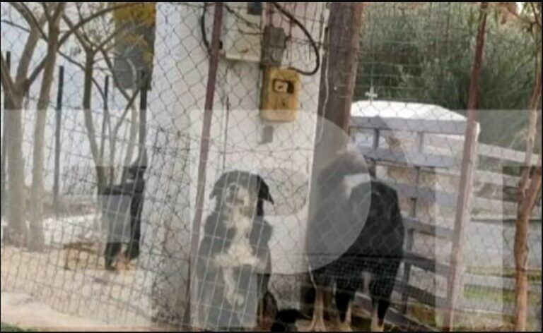 Σε δίκη παραπέμπεται ο ιδιοκτήτης των σκύλων που κατασπάραξαν 50χρονη