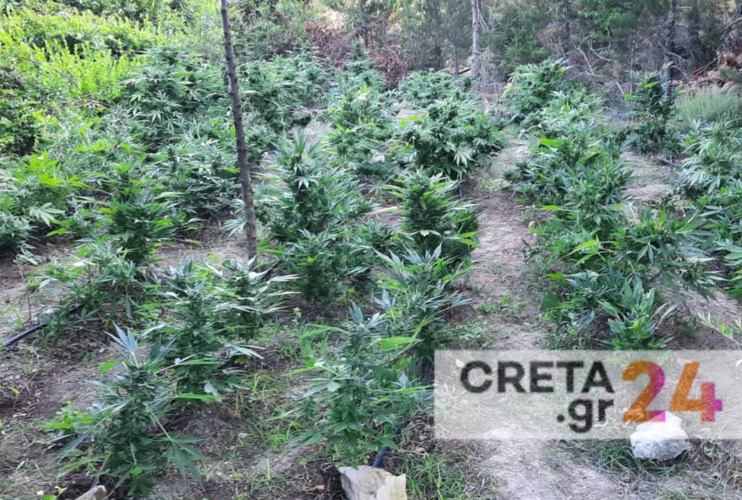 Κρήτη: Εντάλματα σύλληψης για τους εμπλεκόμενους στην χασισοφυτεία «μαμούθ»