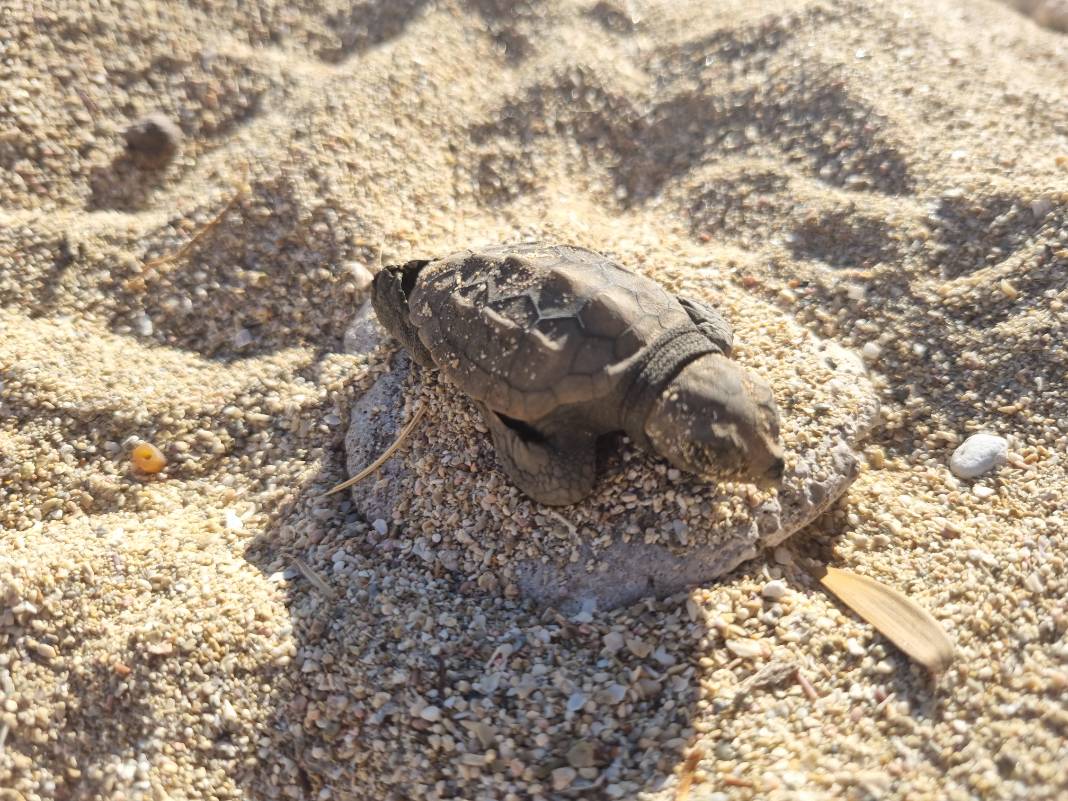 Πρώτα γεννητούρια Caretta Caretta στην Παχιά Άμμο στον Σταυρό