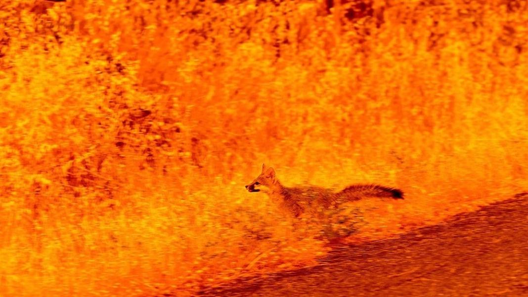 Εκπομπές 8,6 δισεκατομμυρίων τόνων διοξειδίου του άνθρακα προκάλεσαν οι φωτιές του 2023