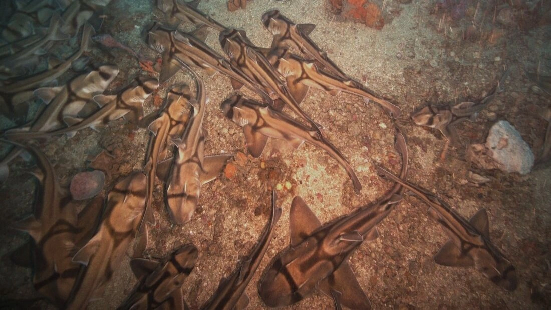 Παρακολουθήστε χιλιάδες καρχαρίες να κοιμούνται, καλύπτοντας τον βυθό στην Αυστραλία