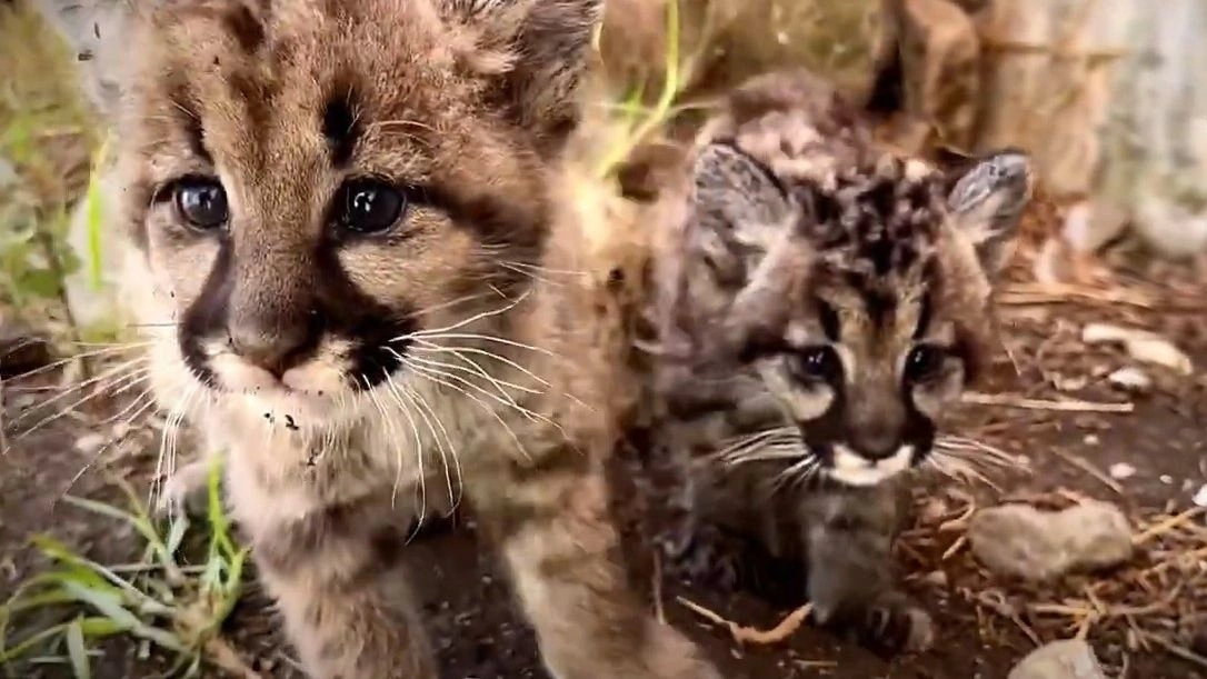 Διασώστες φροντίζουν ορφανά πούμα στο Περού – Ήταν αφυδατωμένα και υποσιτισμένα
