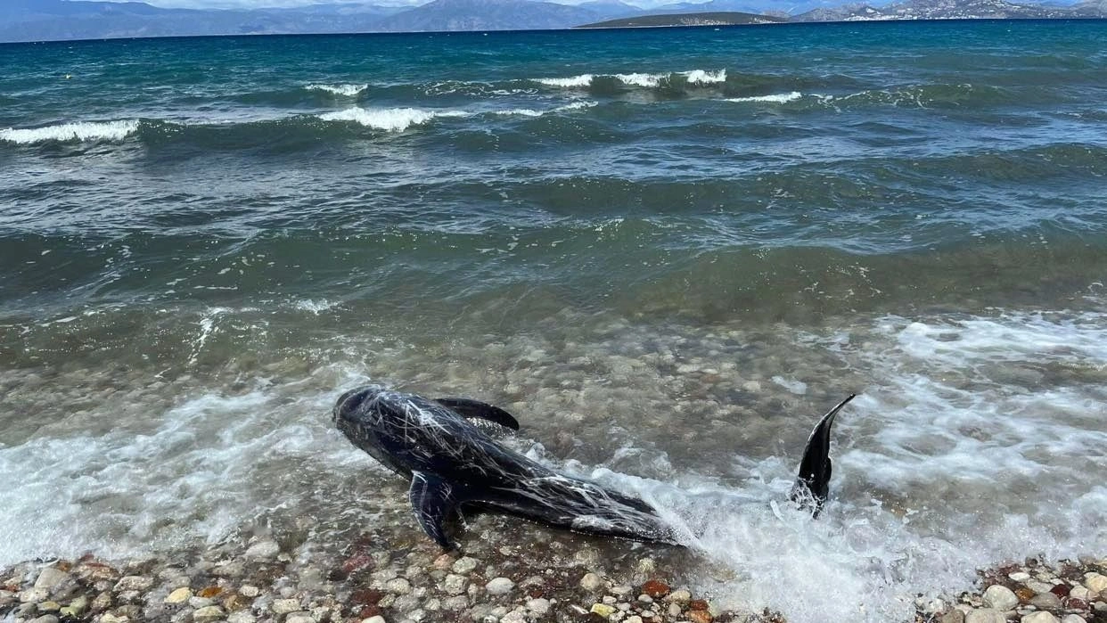 Δελφίνι ξεβράστηκε νεκρό σε παραλία της Κορινθίας