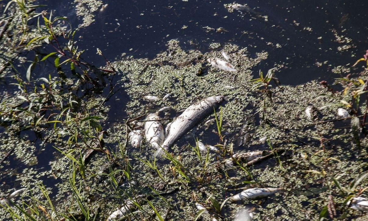 Βόλος: Γέμισε η παραλία με νεκρά ψάρια από την λίμνη Κάρλα – Ανησυχία για μόλυνση του Παγασητικού