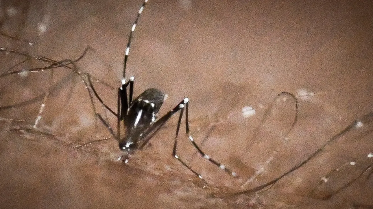 Καταγράφηκε στη Θεσπρωτία κρούσμα του ιού του Δυτικού Νείλου