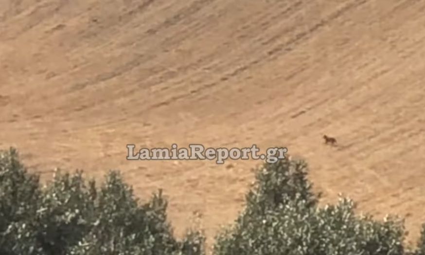 Αταλάντη: Κατέγραψε λύκο με το κινητό του στην περιοχή «Βαθιά Λάκκα»