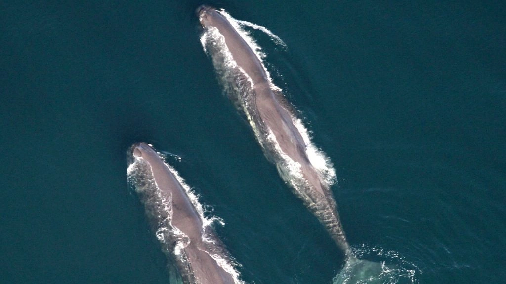 Το σύστημα «SAvE Whales» εντοπίζει το τραγούδι των φυσητήρων – Τι είναι και πώς λειτουργεί