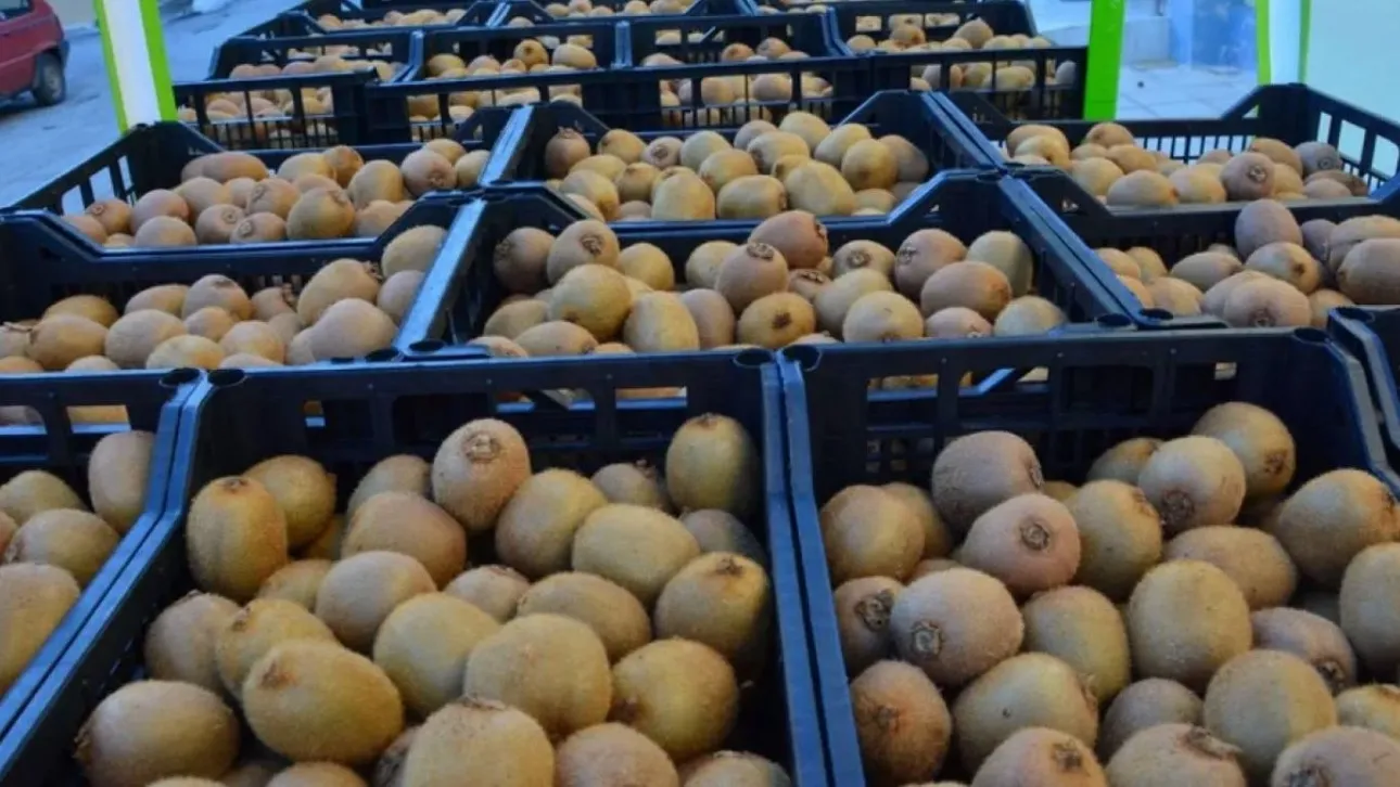 Εξαγωγές: Ποια ελληνικά φρούτα είναι περιζήτητα στις ξένες αγορές