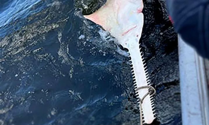 Εμφανίστηκε προϊστορικός καρχαρίας - Έχει 32 δόντια έξω από το στόμα