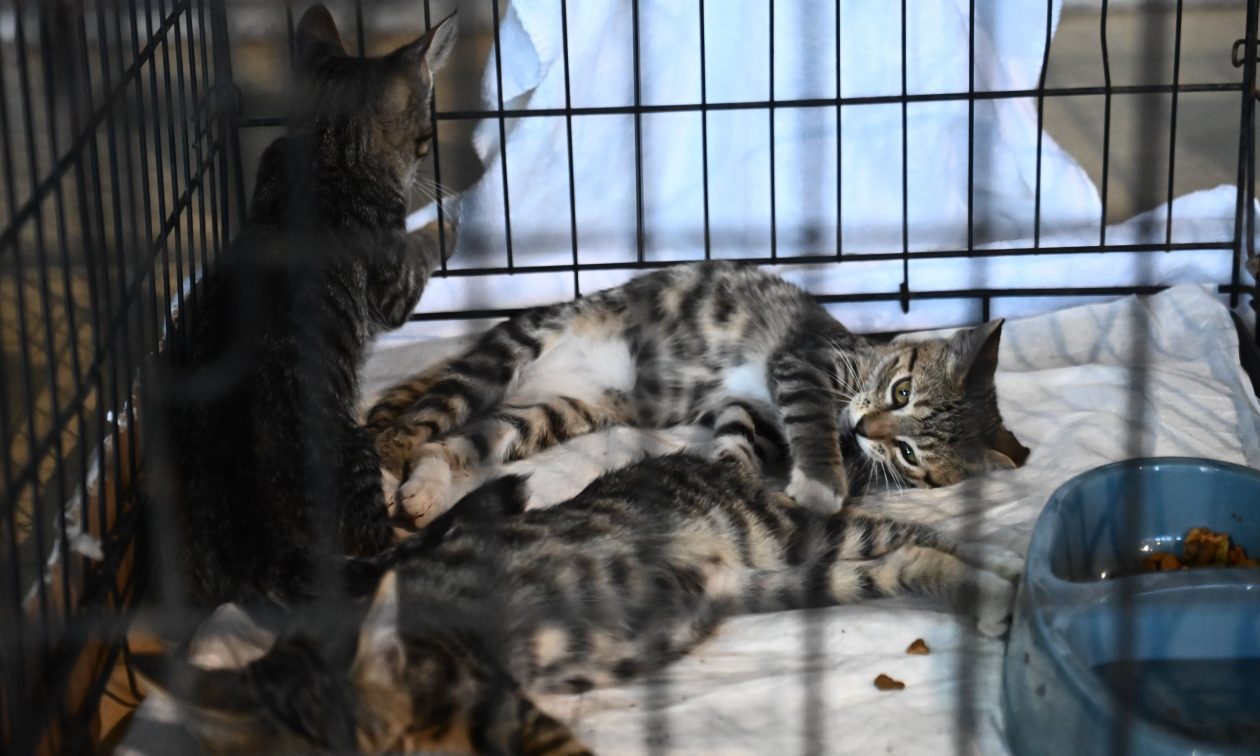 Επίσκεψη Σπανάκη στο ΠΑΛΑΙ Γαλατσίου: «Διασώθηκαν πάνω από 200 ζώα συντροφιάς»