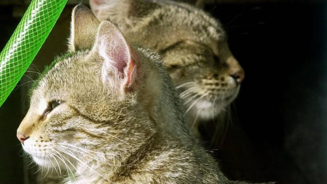 Τι πρέπει να κάνουμε με τα ζώα συντροφιάς σε περίπτωση φωτιάς