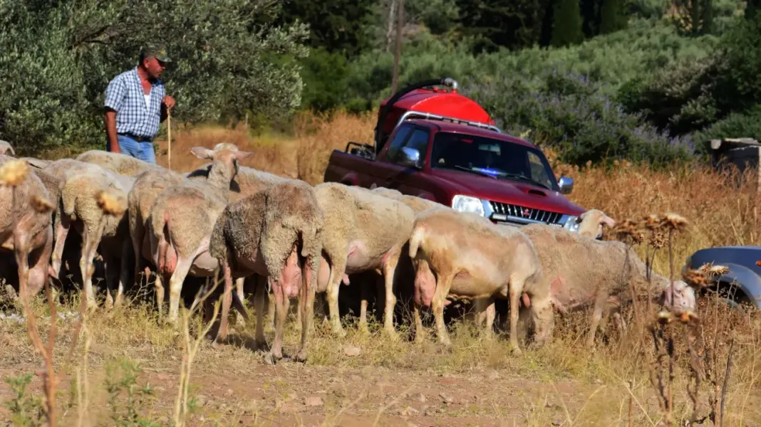Ανησυχία για την αύξηση κρουσμάτων πανώλης σε αιγοπρόβατα – Τα μέτρα και τι λένε οι επιστήμονες