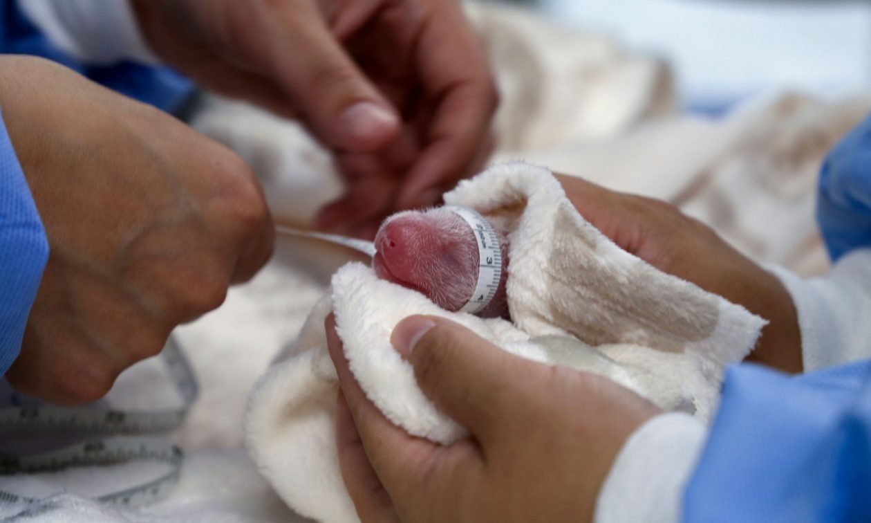 Βερολίνο: Διπλή χαρά στον ζωολογικό κήπο – Γεννήθηκαν δίδυμα πάντα