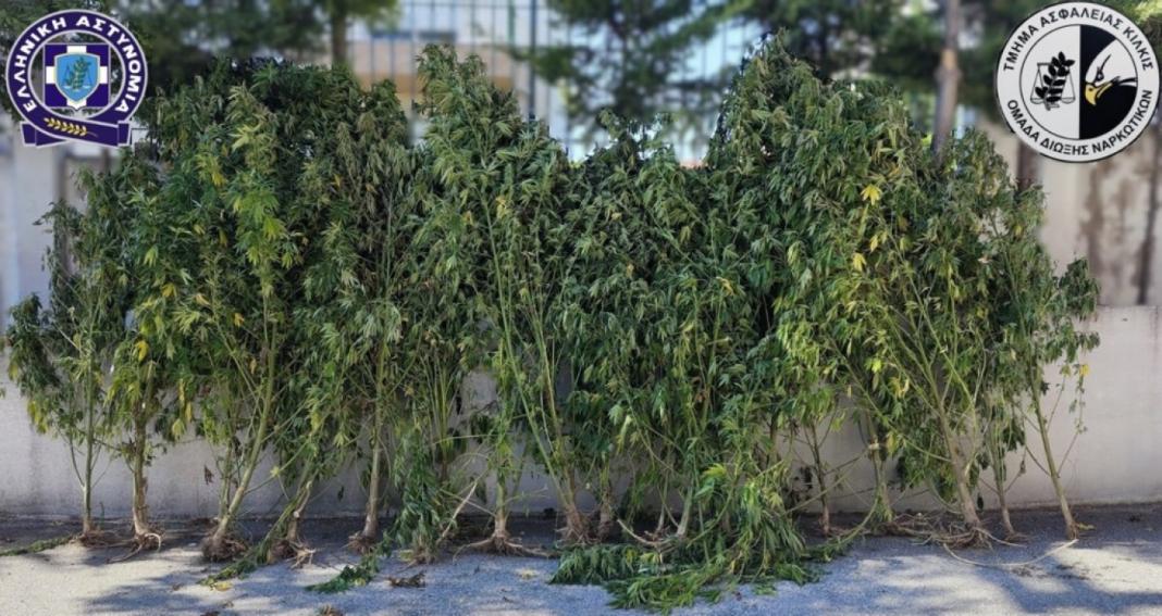 Θηριώδη χασισόδεντρα ανάμεσα σε οπωροφόρα στην Πέλλα