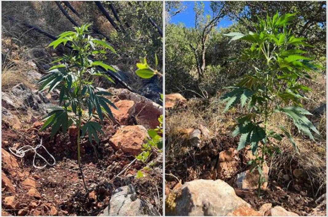 Χειροπέδες σε καλλιεργητές μεγάλης χασισοφυτείας - Εντοπίστηκε από drone