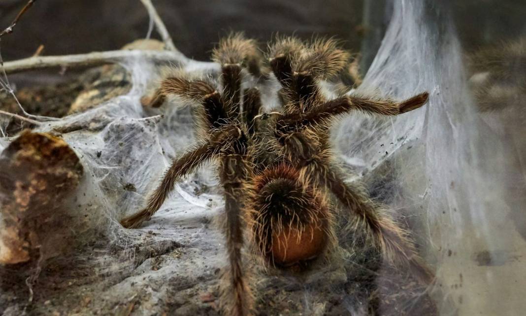 48χρονος σε ΜΕΘ μετά από τσίμπημα αράχνης