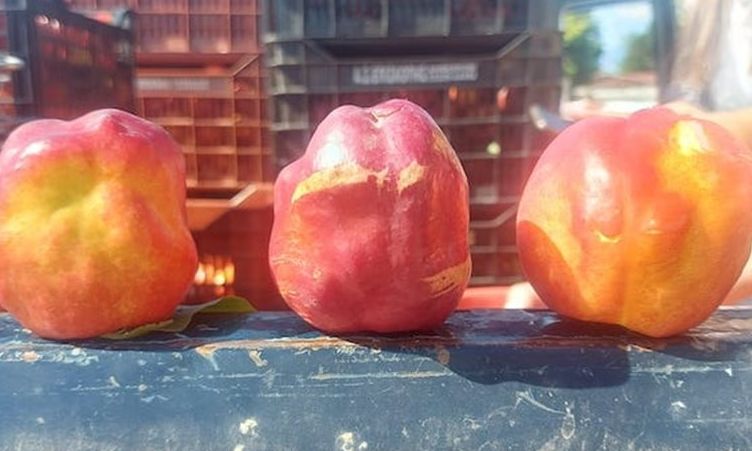 SOS για τα παραμορφωμένα ροδάκινα: Μεταδίδεται ο ιός σε χιλιάδες στρέμματα, καλπάζει η αισχροκέρδεια