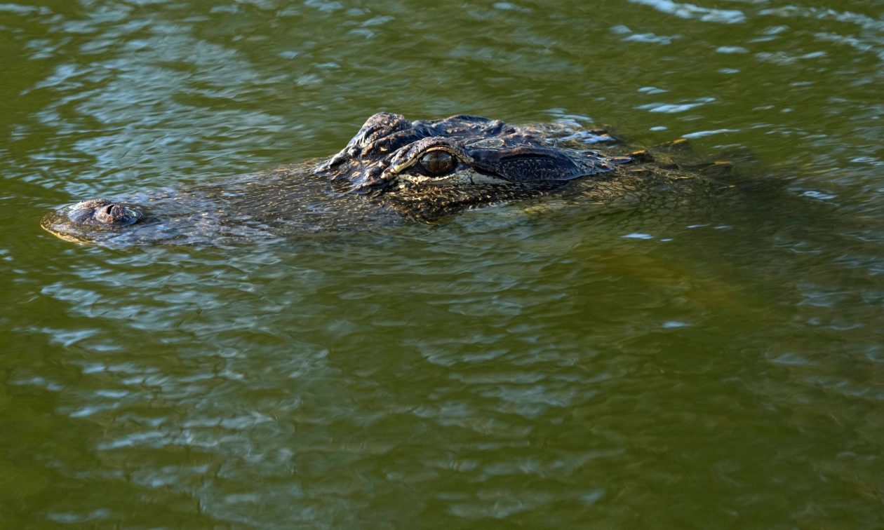 Ινδονησία: Κροκόδειλος κατασπάραξε 54χρονη – Βρέθηκε διαμελισμένη στο στομάχι του