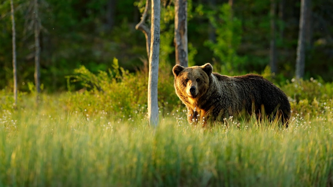 Η Σουηδία θα σκοτώσει το 20% από τις καφέ αρκούδες της