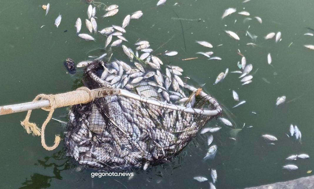 Βόλος: Μαζεύουν με την απόχη τα νεκρά ψάρια που επέπλεαν λιμάνι - Τριτοκοσμικές εικόνες