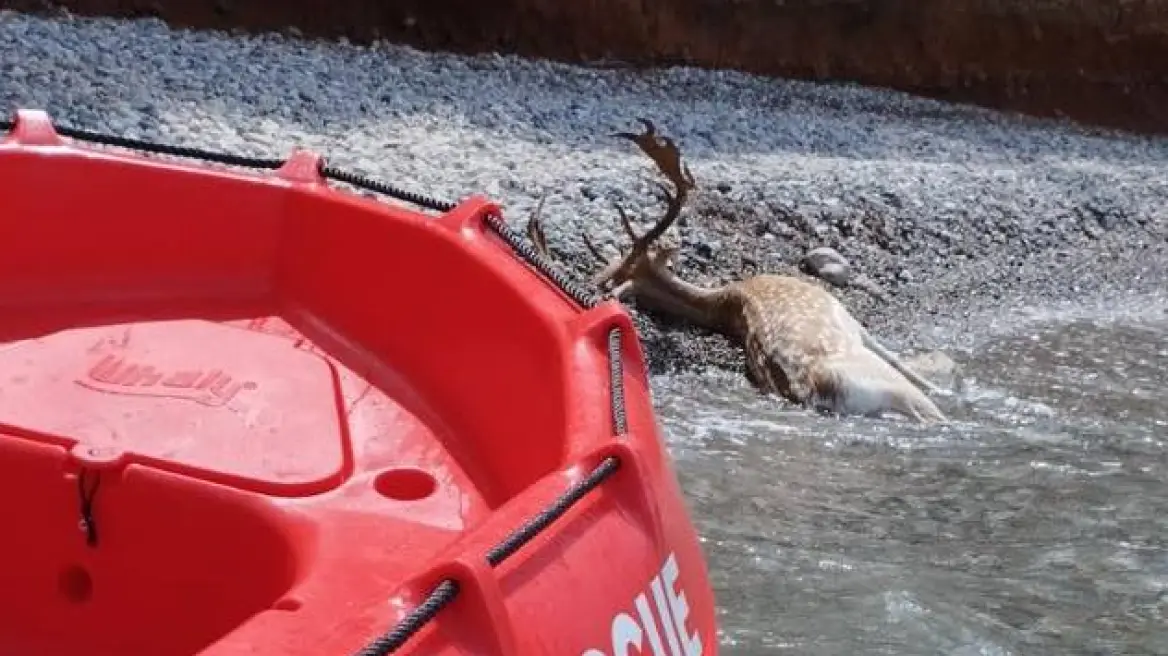 Καλαμάτα: Ελάφι ανασύρθηκε νεκρό από τη θάλασσα