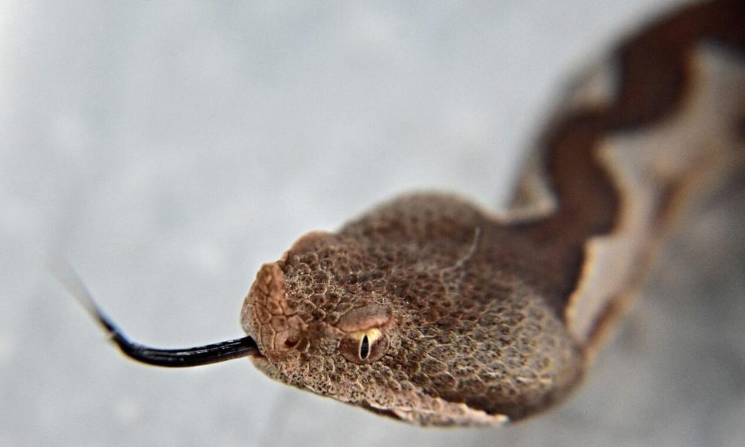 Φίδι τρύπωσε σε συρτάρι δωματίου ξενώνα - Τρόμος για τους επισκέπτες