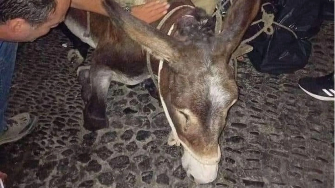 Σαντορίνη: Εξαντλημένο γαϊδουράκι κατέρρευσε από το βάρος του φορτίου που κουβαλούσε